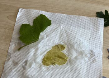 Hands-On Science: Exploring DNA and Photosynthesis